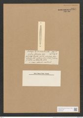 Synedra atlandica Castr. (de-Toni-Nr.: Genus 66, Species 2623) Zeichnungen Sammlung Grunow Nr. 5354 (NHMW-BOT-W0373764)